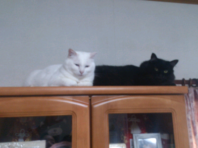 rblog-20130617070751-00.png