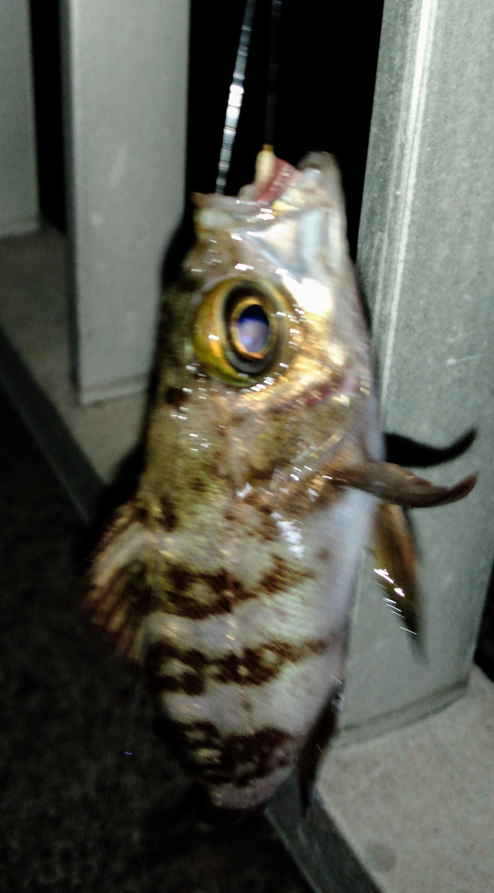 ウミタナゴ 釣り依存 四六時中 釣りバカ 楽天ブログ