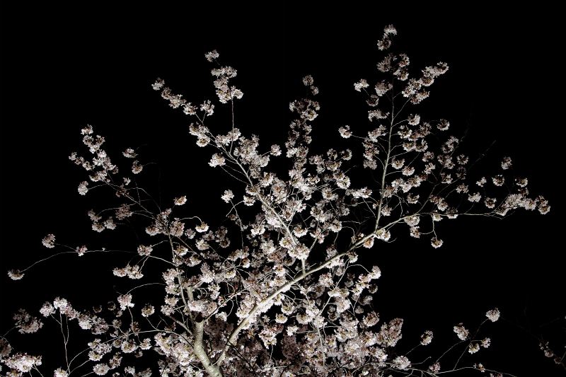 大阪城西の丸庭園夜桜_9-3.jpg