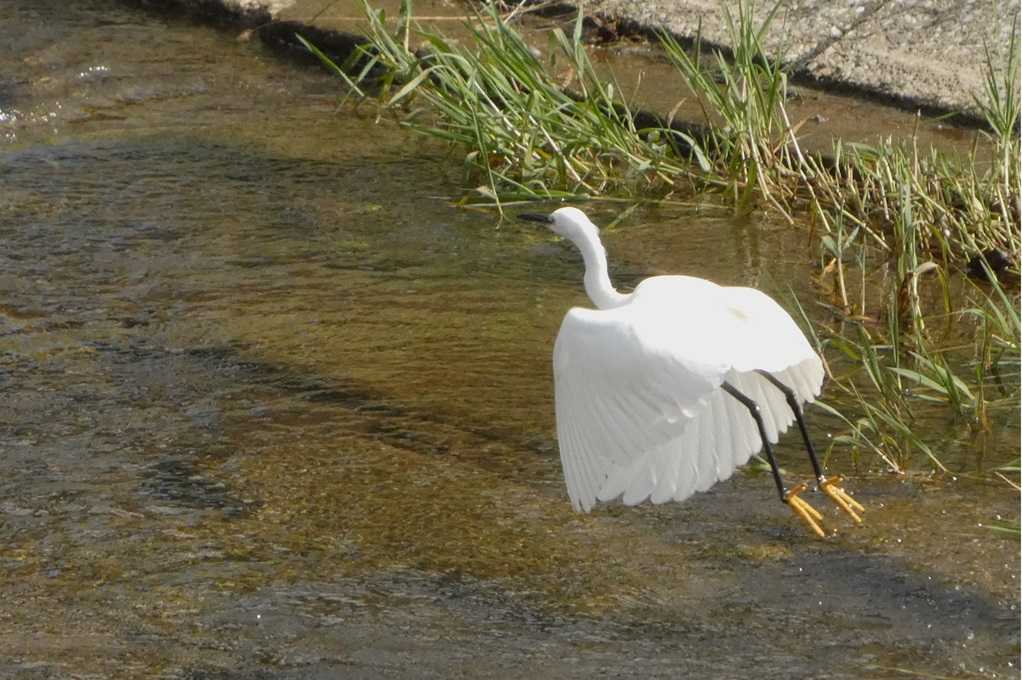 515