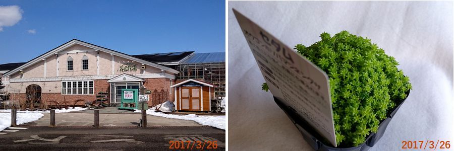 ３／２６エコリン村でセダムを買う.jpg