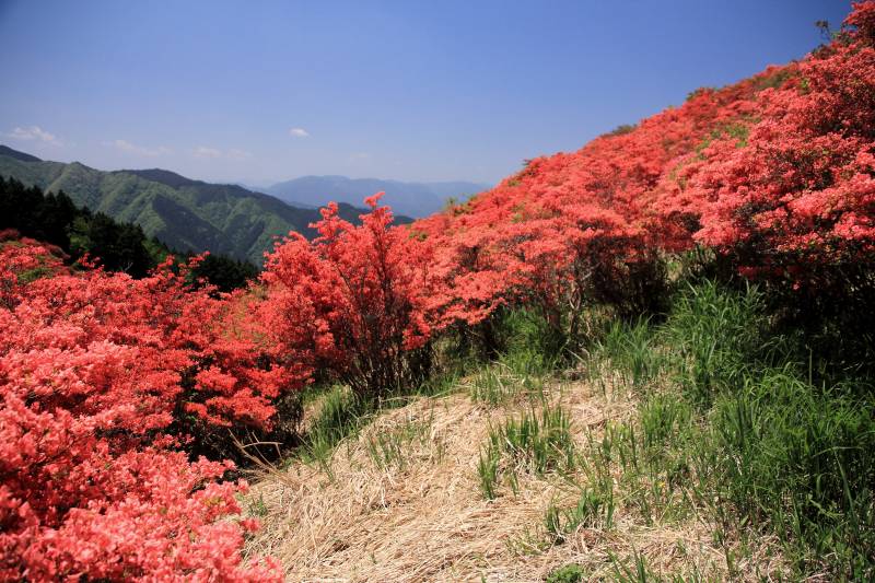 葛城山ツツジ園_004.jpg