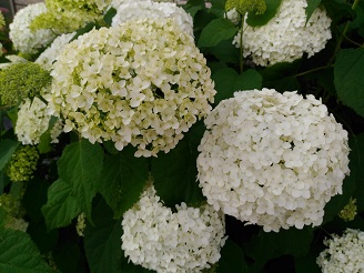 P_20160609_170309.jpg