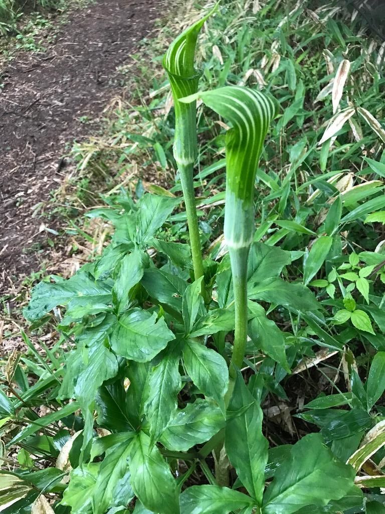 三ツ峠の高山植物 6月 醍醐山と下部 しもべ 温泉 楽天ブログ