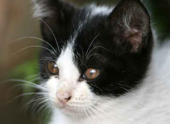 我が家のニャンコ♪2013/1/30-2