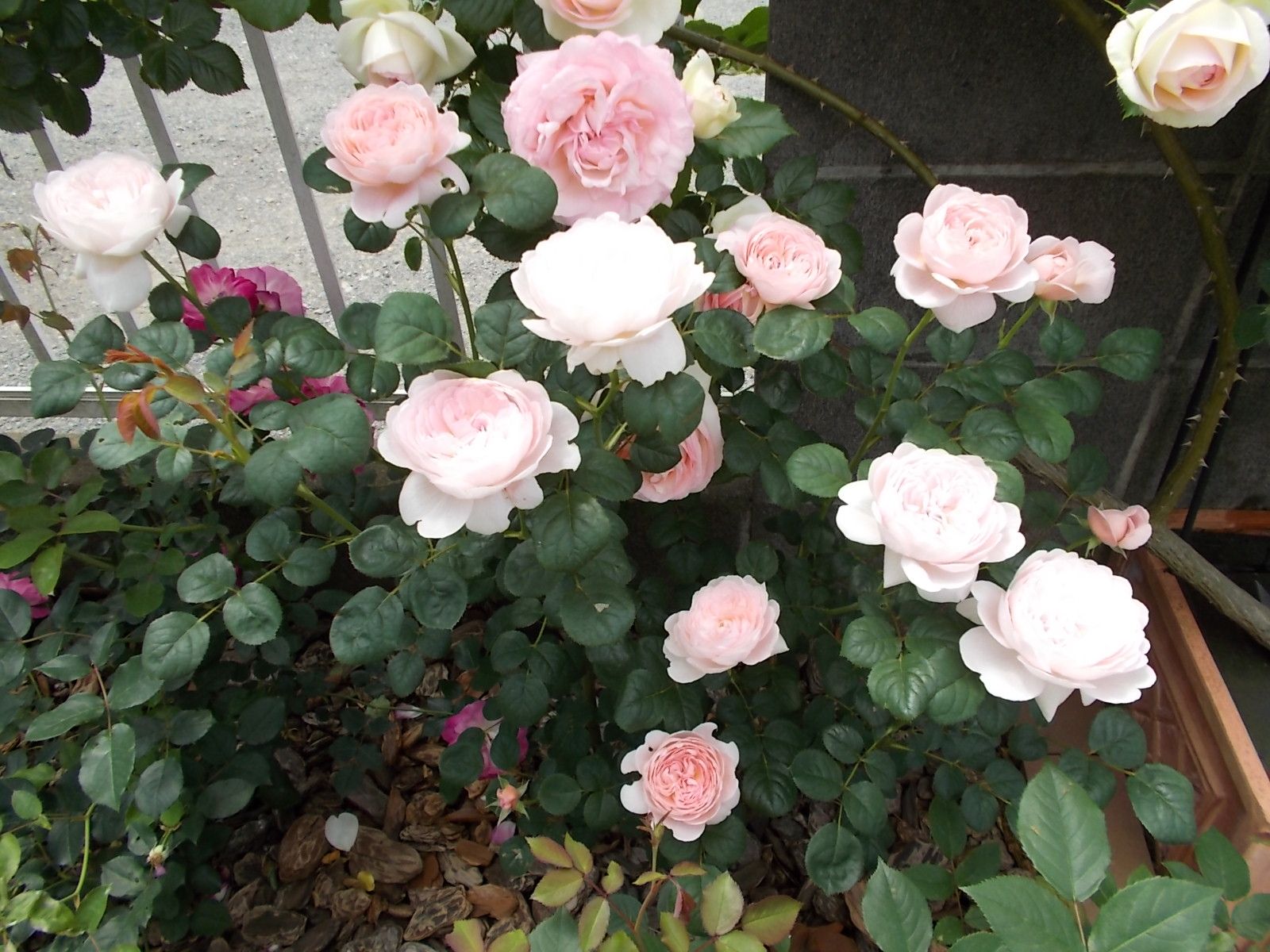 クイーン オブ スウェーデンの花もちが良くなったかも バラを咲かせることが好き 楽天ブログ