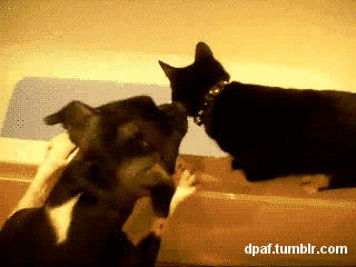 956d533d790e39108fbec154b10c1b30.gif