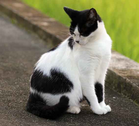 我が家のニャンコ♪2013/11/6-3