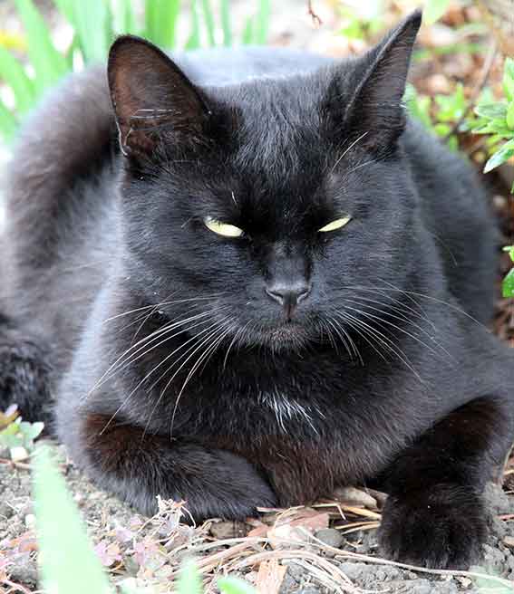 我が家のニャンコ♪2015/11/10-6