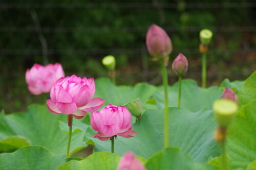 蓮の花