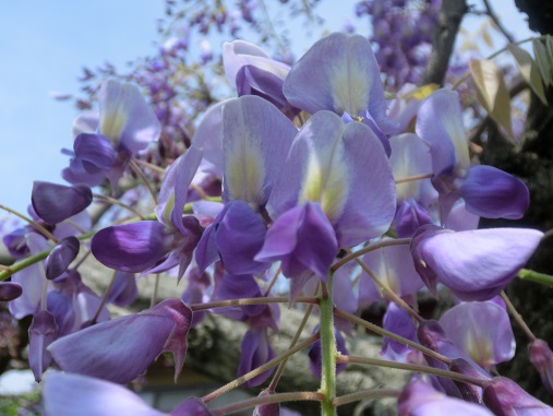 フジの花