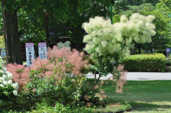 菖蒲・紫陽花