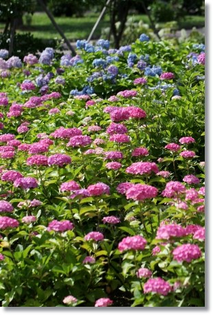 大乗寺丘陵公園-27 アジサイ-1 13.6.22