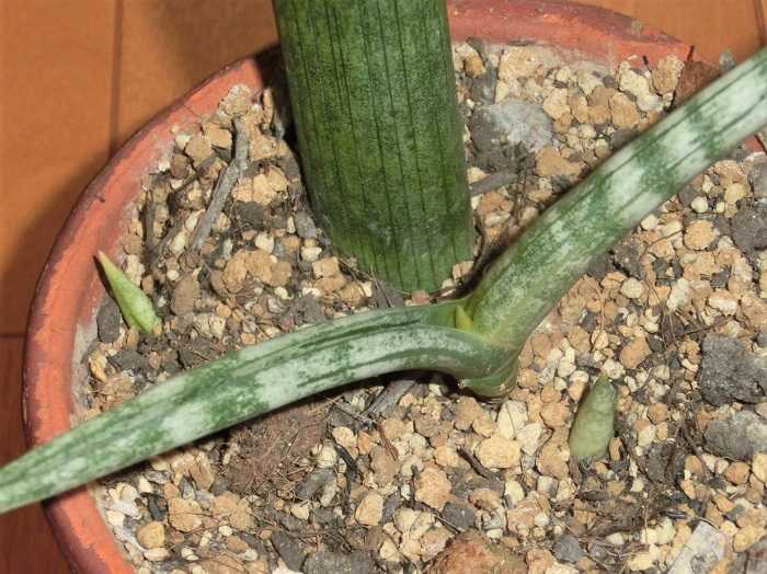サンセベリア・スタッキー 次々と出てくる子株 | 椿に夢中 - 楽天ブログ