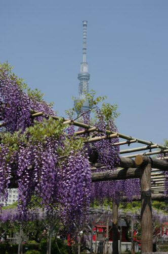 亀戸天神社にて