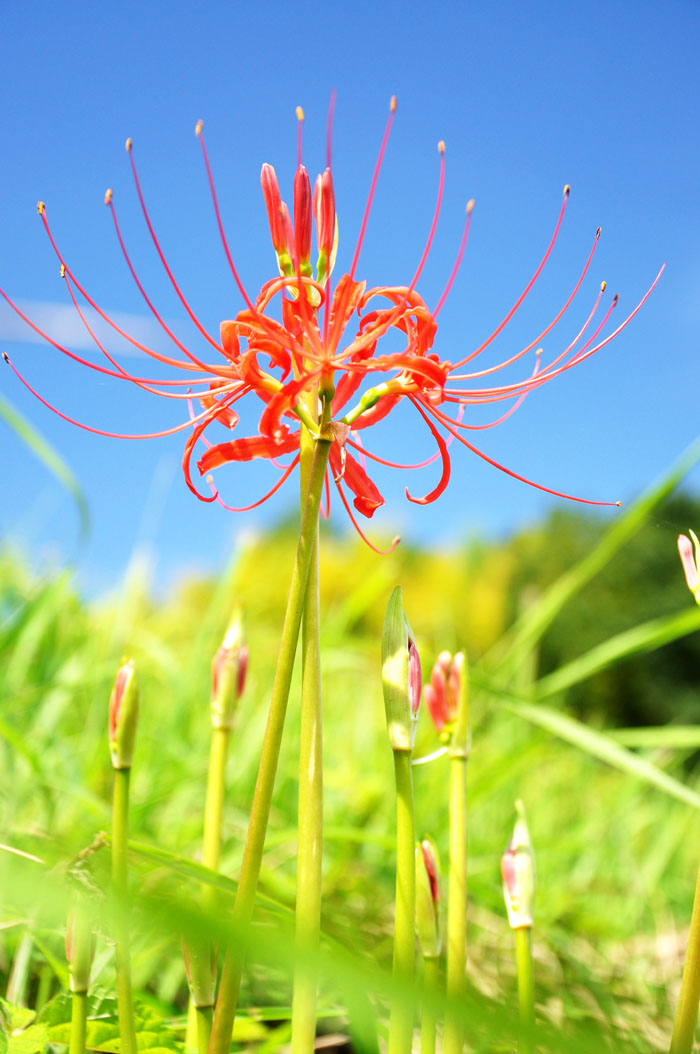 花１
