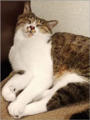 いい寝顔するよね～