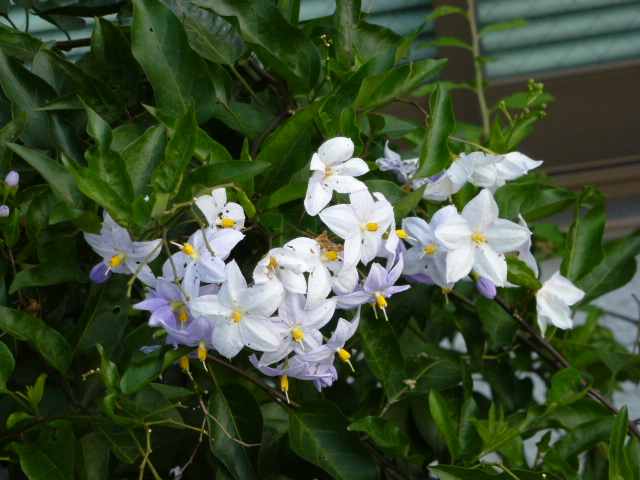 842 蔓花茄子