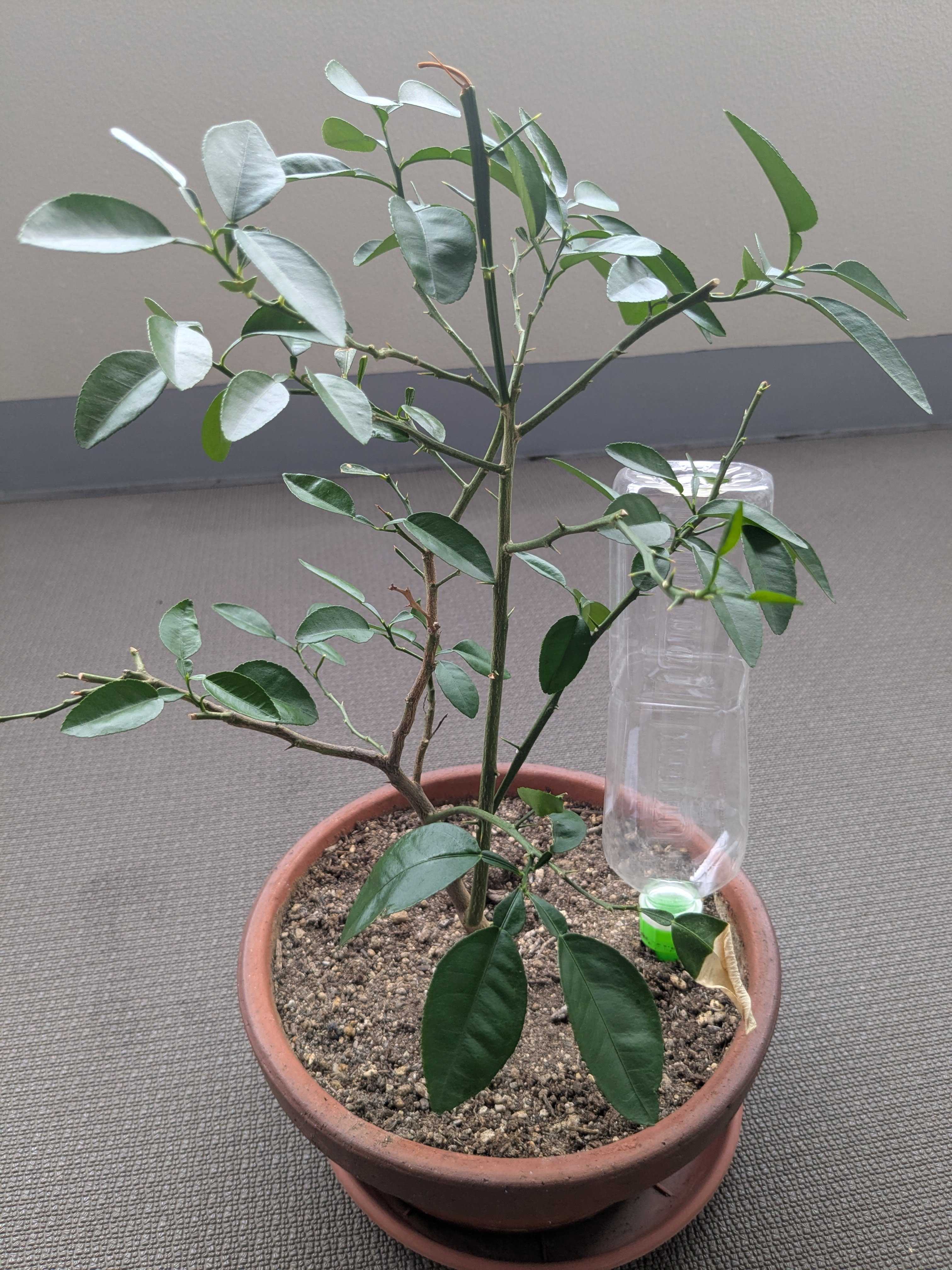 ベランダ　プランターのみかんの木　剪定