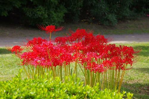 旧芝離宮恩賜庭園の彼岸花