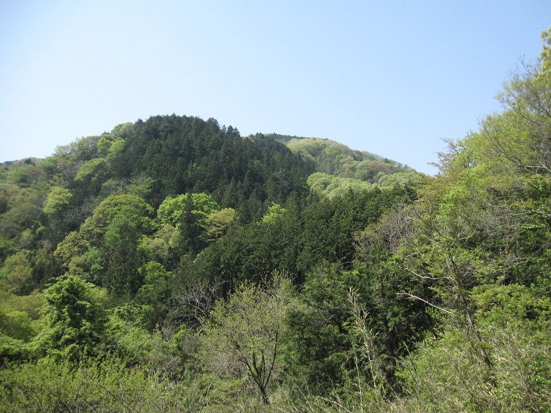 萌え木の醍醐山.JPG