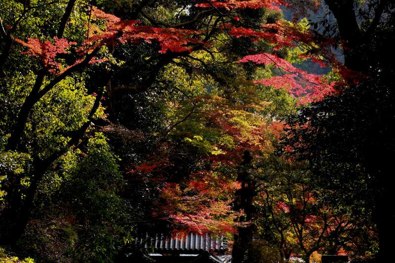 興聖寺_004.jpg