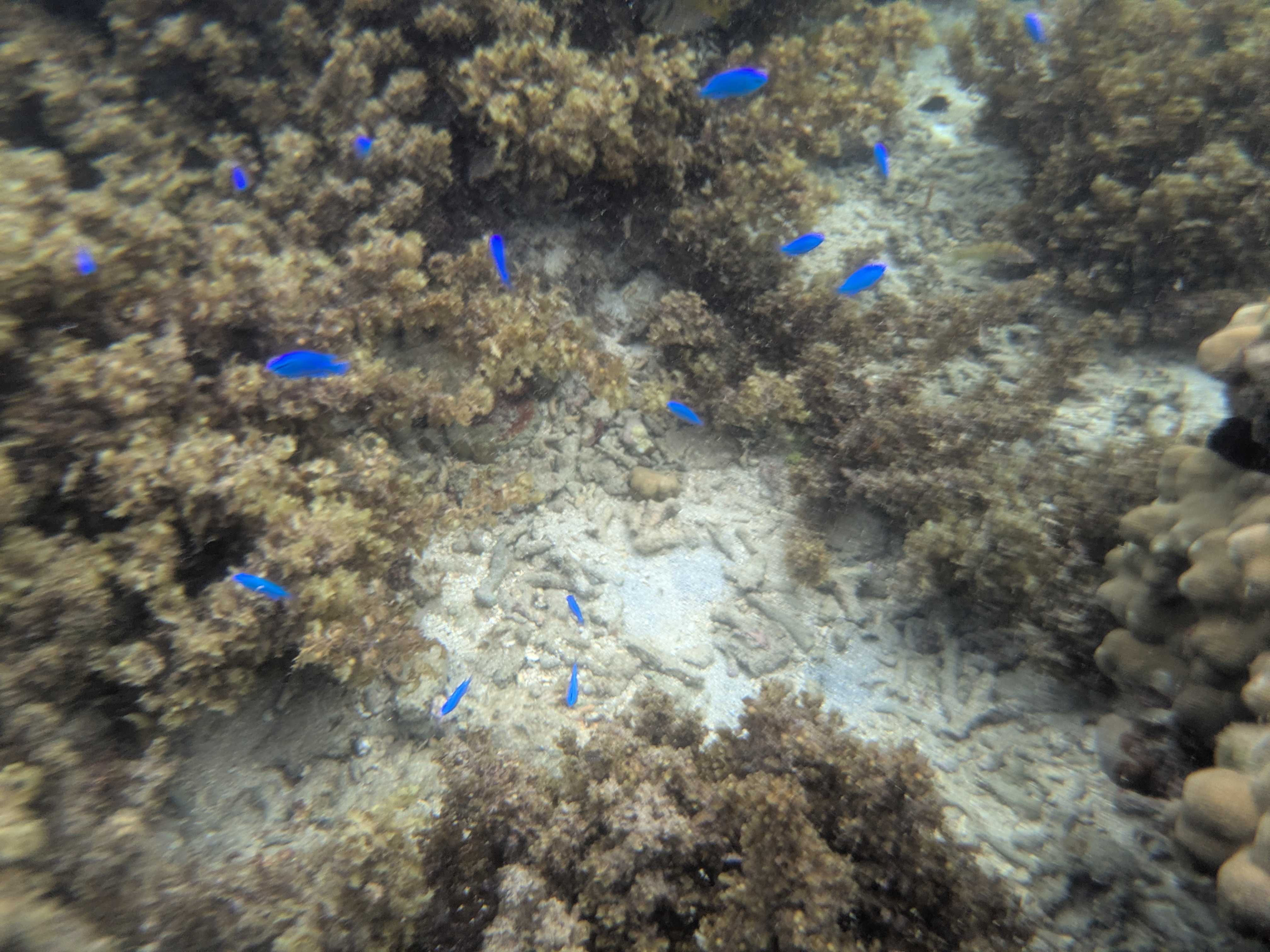 石垣島　家族連れビーチ　米原ビーチ　透明度が高くてキレイ