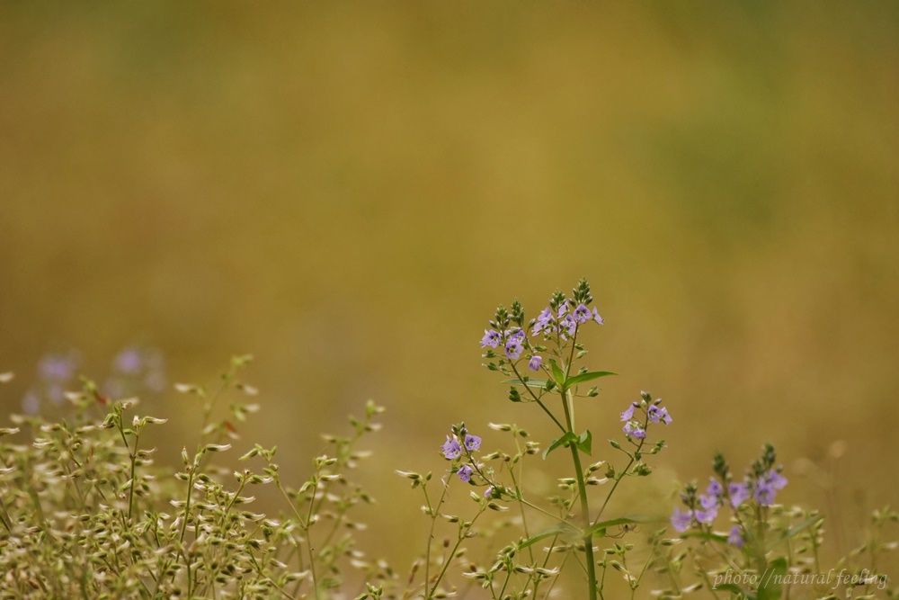 アサギマダラ春の渡り 皐月の色 Natural Feeling 楽天ブログ