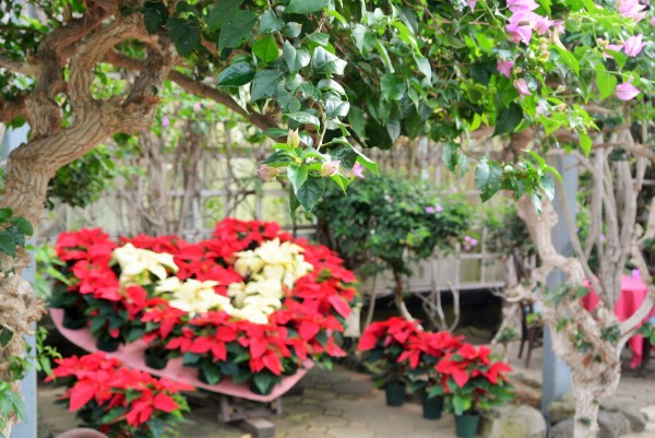 伊豆四季の花公園　伊豆高原　パルテール撮影