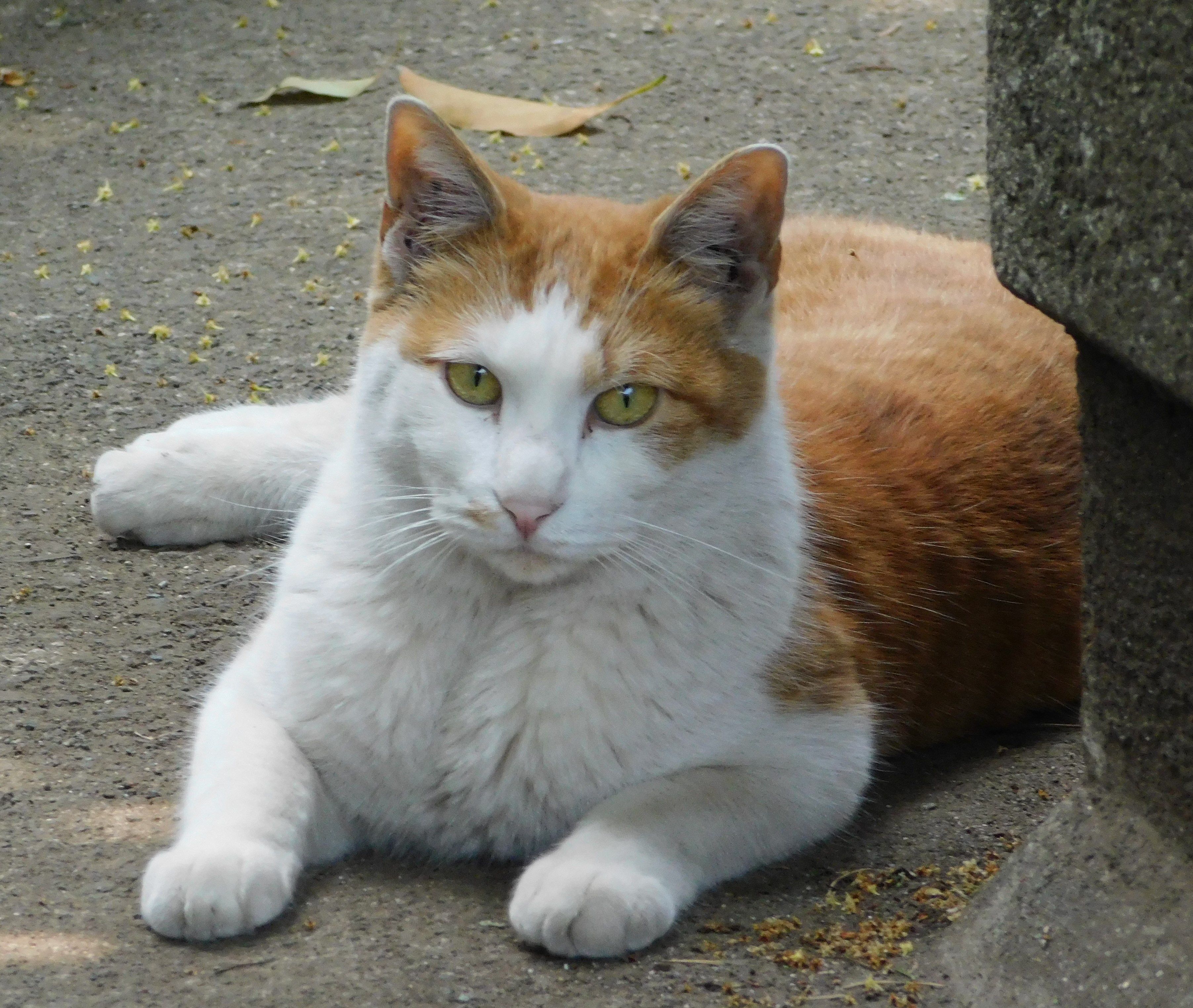 寂しげな眼差しで見つめる猫 Arakazu1554のブログ 楽天ブログ