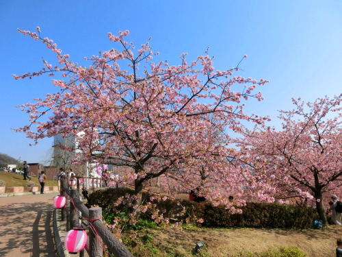 新松田のカワズザクラ　河津桜　を今年も観に行きました。