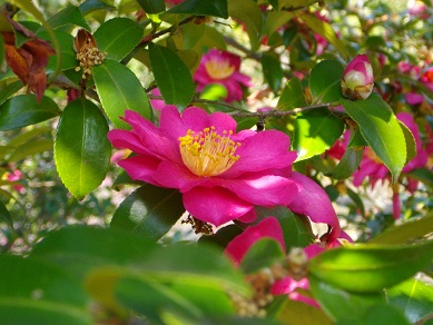 山田池公園　さざんか