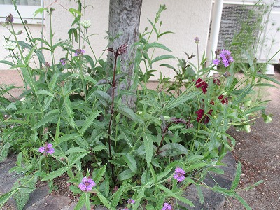 IMG_3383ss.jpg