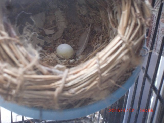 錦華鳥の壺巣