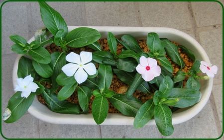 日々草の方が暑さに丈夫 インパチェンスの切り戻し 狭い庭を花いっぱいにする育て方 楽天ブログ 日々草の方が暑さに丈夫 インパチェンスの切り戻し 狭い庭を花いっぱいにする育て方 楽天ブログ