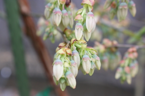 20160410020.JPG