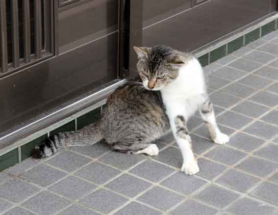 我が家のニャンコ♪2013/10/10-2