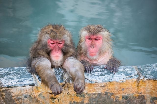 ニホンザルは寒いところに棲む珍しい猿 温泉にも入る 私設見逃してもいい動物園 楽天ブログ