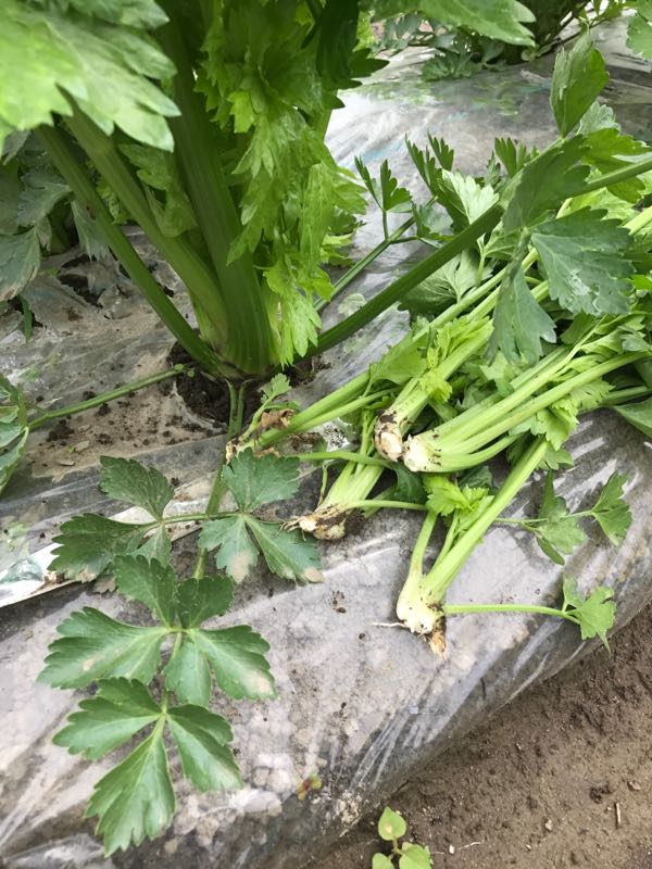 北海道でセロリ栽培 脇芽かき 北海道de菜園生活 楽天ブログ