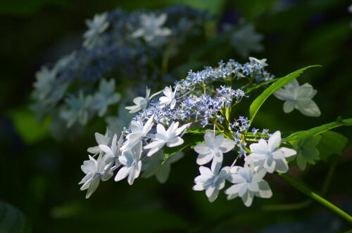 昭和記念公園の紫陽花