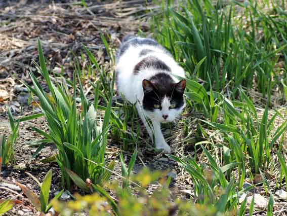 我が家のニャンコ♪2014/03/17-2