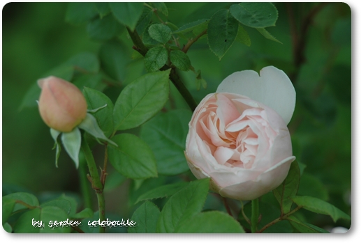 アンブリッジローズ2