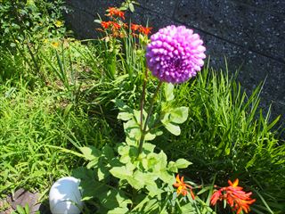 P7030617_R.JPG