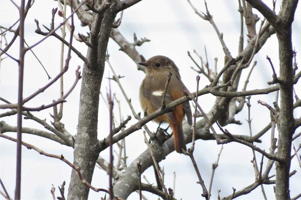 庭の鳥;蜜柑メジロ、仲良しメシロ、ジョウビタキ♂♀、シジュウカラ。 | 大分金太郎の花鳥蝶月 - 楽天ブログ