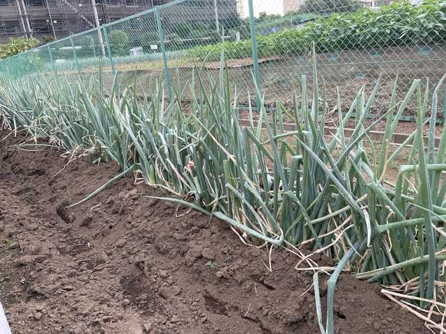 図解でよくわかる土 肥料のきほん を参考にしています 植木屋の三代目をやってます村野園のブログです 楽天ブログ