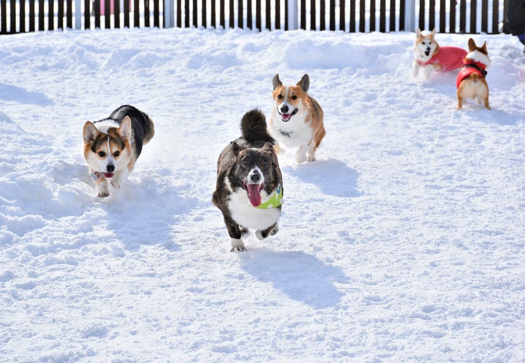 Corgi コーギー カーディガン M カーキ 【古着】-