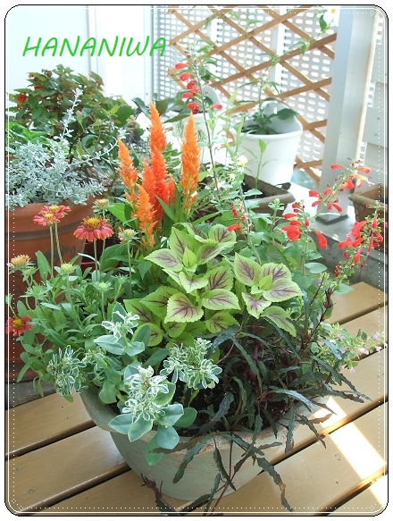 オレンジ＆レッドの寄せ植え.JPG
