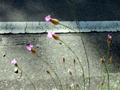 風になびく花