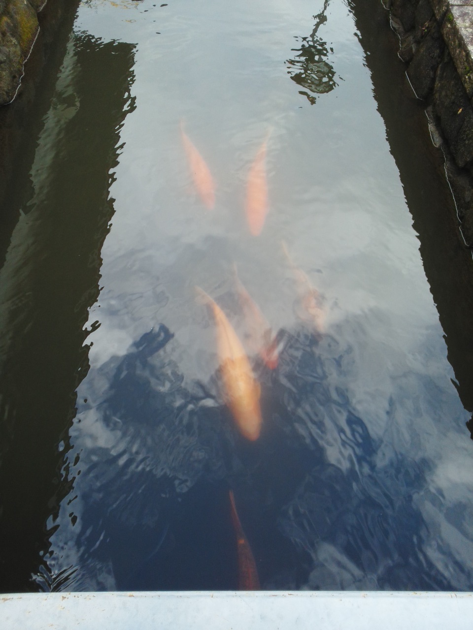 koi.jpg