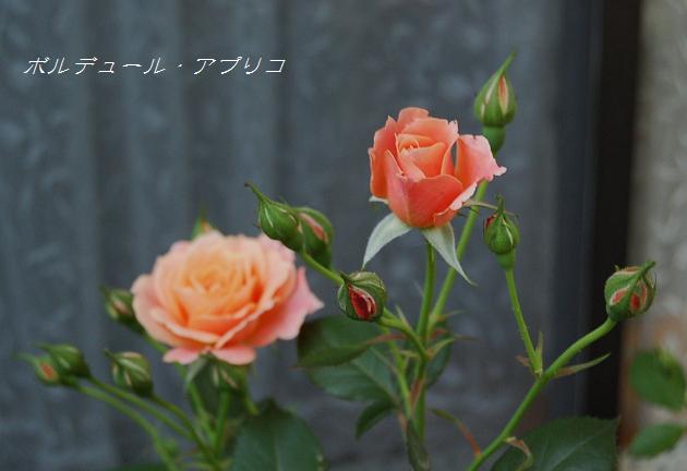 DSC_0558.JPG
